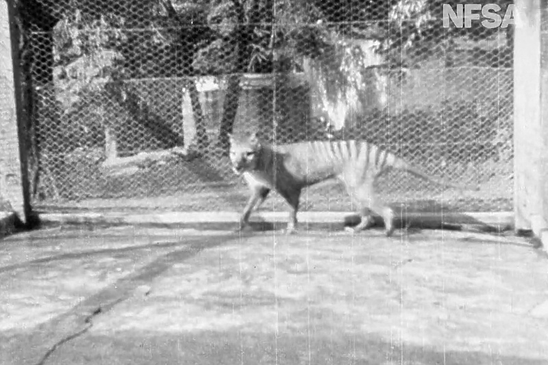 Posljednji tasmanijski tigar snimljen 1935. godine (Foto: EPA-EFE)