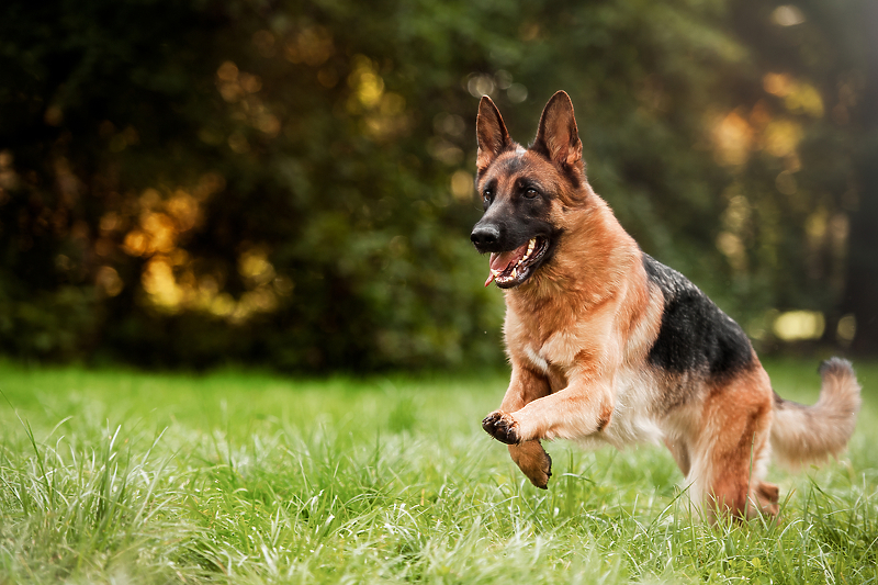 Njemački ovčari nazivaju se pasminom koju obožavaju pravi ljubitelji pasa (Foto: Shutterstock)