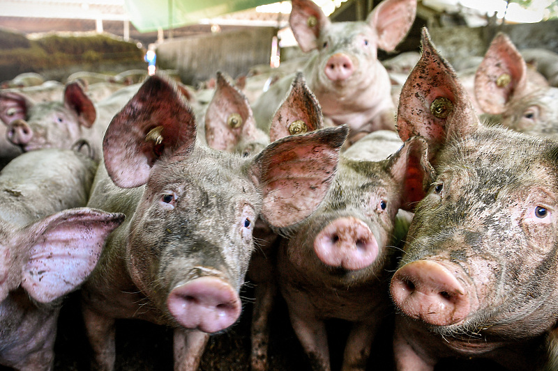 Rekordno mali broj svinja u Njemačkoj (Foto: EPA-EFE)
