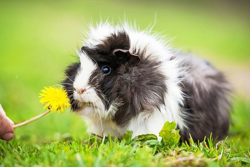 Zamorčići su vrlo zahtjevni kućni ljubimci © Shutterstock