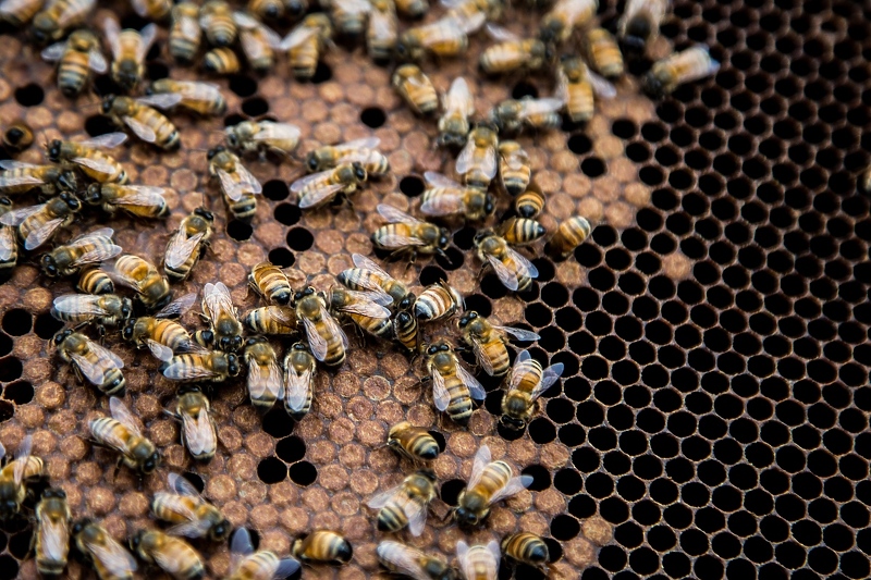 SAD od 2006. do danas svake godine gubi kolonije pčela (Foto: EPA-EFE)