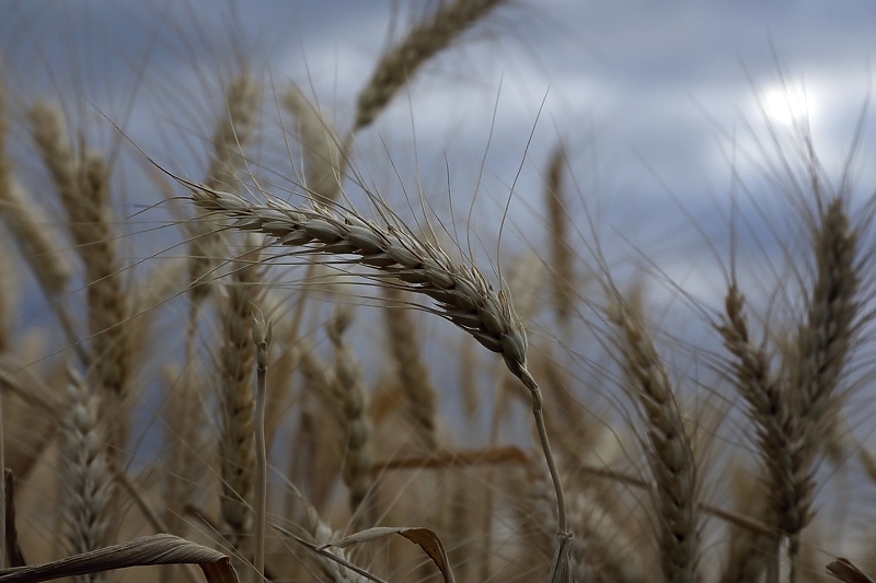 Klimatske promjene sve više ugrožavaju pšenicu (Foto: EPA-EFE)