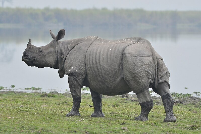 Indijski nosorog (Foto: Twitter)