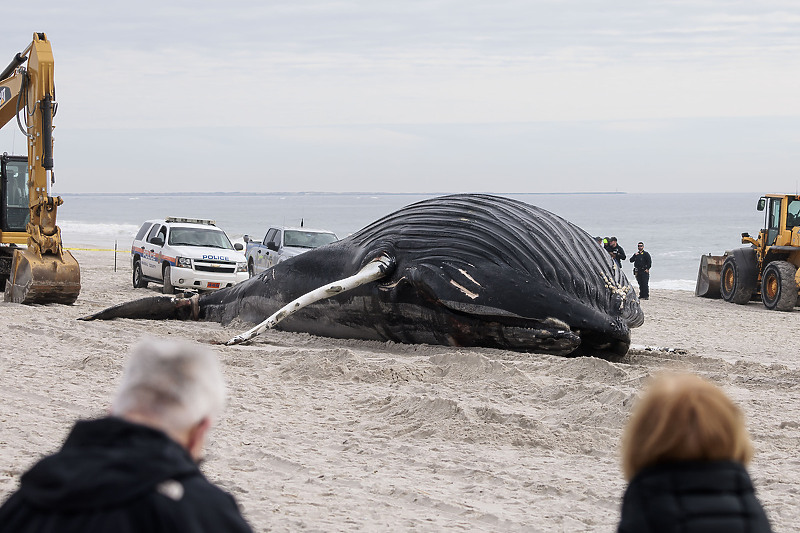 Krajem januara mrtvi kit je pronađen i na obali u New Yorku (Foto: EPA-EFE)