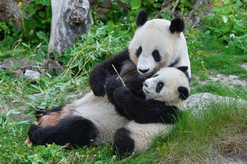 Foto: Tiergarten Schönbrunn/Daniel Zupanc