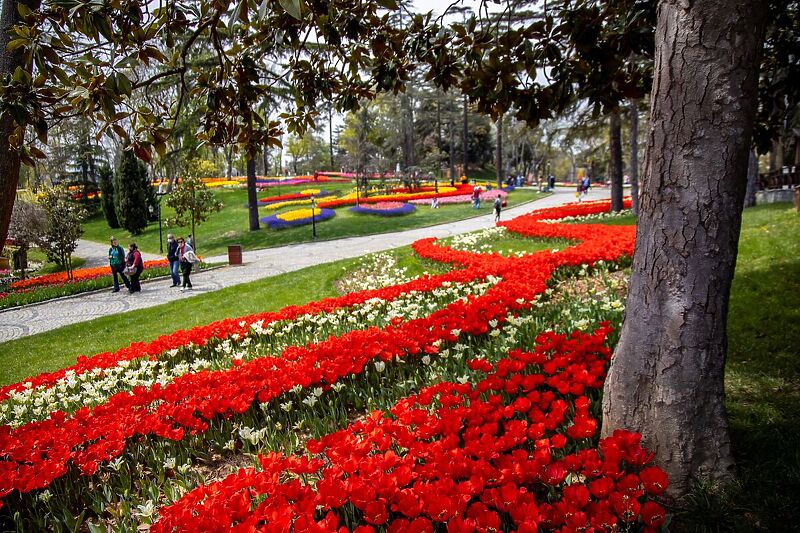 Tulipani u Istanbulu