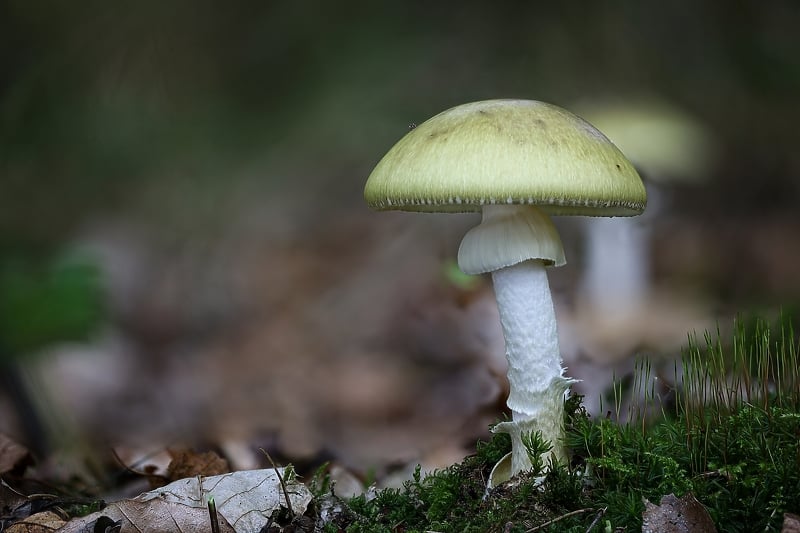 Jedna od najsmrtonosnijih gljiva na svijetu (Shutterstock)