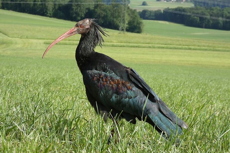 Ćelavi ibis Jonas se vratio u Austriju (Foto: C. Esterer/Waldrappteam)