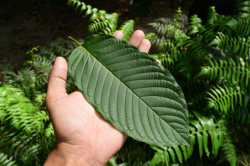 Biljka kratom (Foto: Shutterstock)