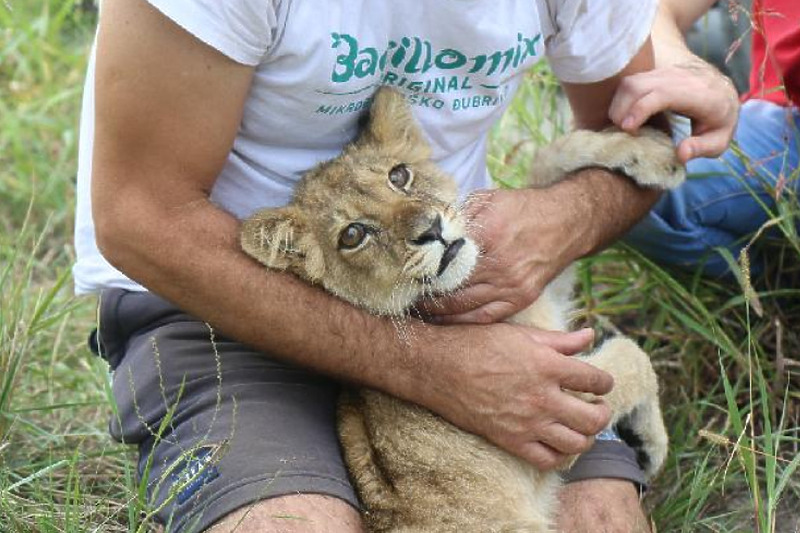 Mladunče lava pronađeno je kod Subotice, nedaleko od granice Srbije i Mađarske (Foto: RTS)