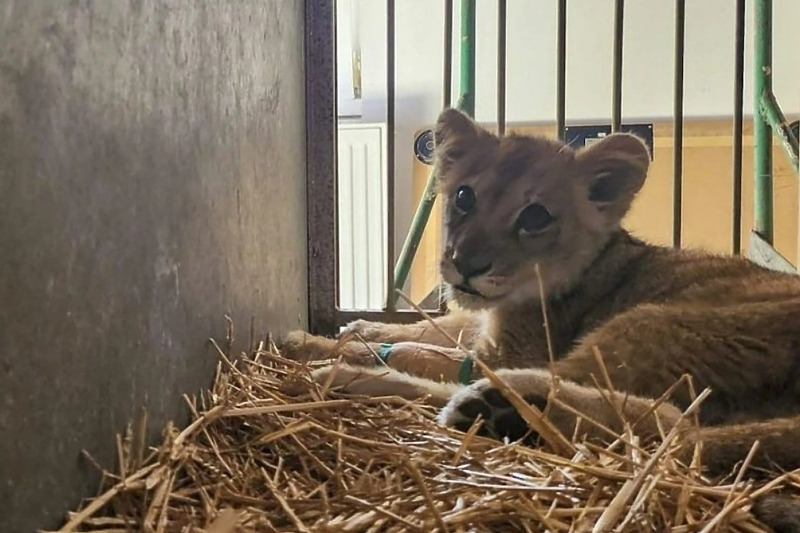 Mladunče lava dobilo je ime Kikica (Foto: Facebook/Zoo vrt Palić)