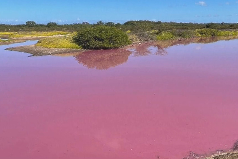 Jezero na Havajima postalo je ružičasto, a kriva je suša (Screenshot)