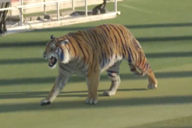 Tigar na stadionu Montjuic (Foto: Screenshot)