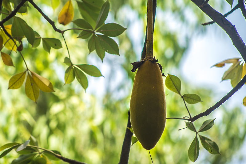 Voćka baobab je malo poznata izvan afričkog kontinenta (Foto: Shutterstock)