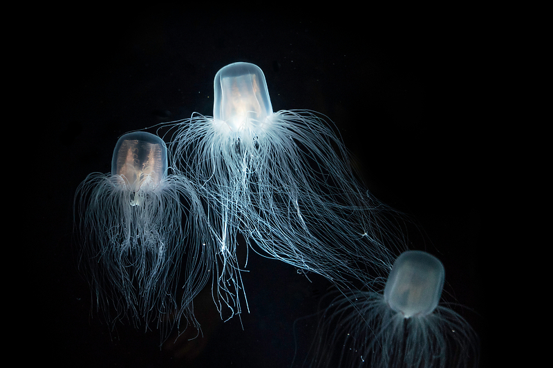 Besmrtna meduza (Foto: Shutterstock/Klix.ba)