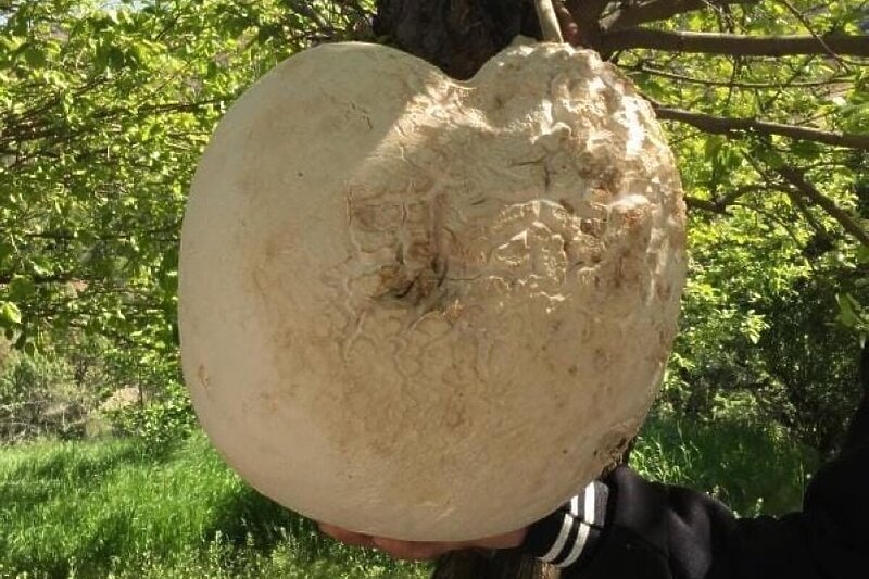 Džinovska gljiva pronađena na istoku Turske (Foto: IHA)