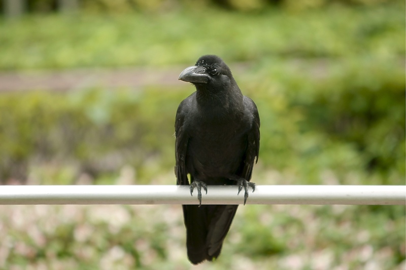Njemački stručnjaci utvrdili da vrane mogu vokalno brojati do četiri (Foto: EPA-EFE)