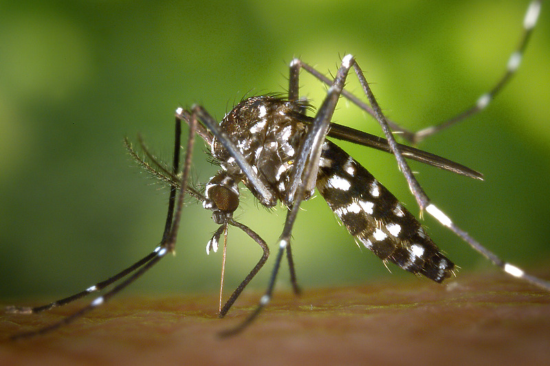 Foto: Public Health Image Library/ James D. Gathany