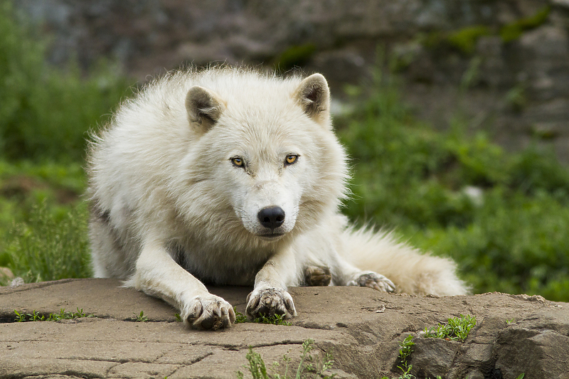 Foto: Shutterstock/Klix.ba