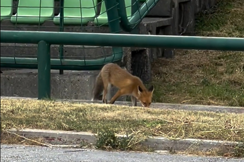 Lisica uočena na Olimpijskom stadionu u Sarajevu (Foto: Screenshot)