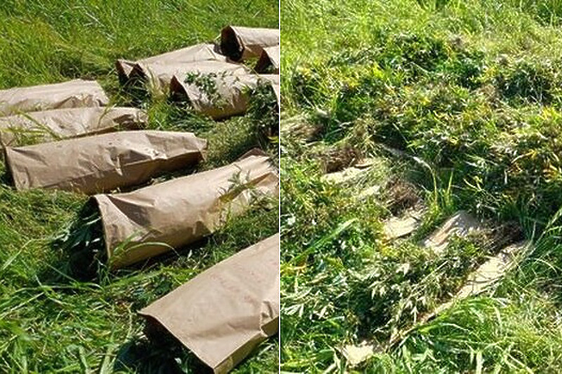 Kod Doboja pronađena plantaža indijske konoplje sa više stotina stabljika