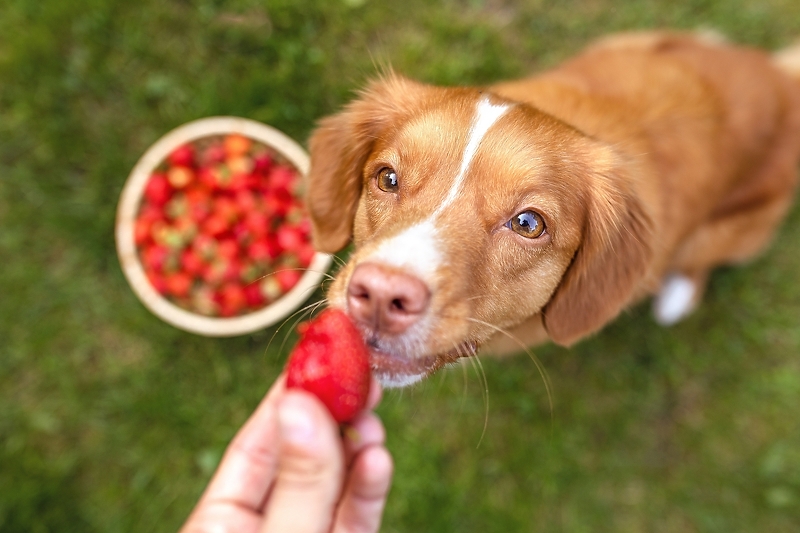 Foto: Shutterstock/Klix.ba