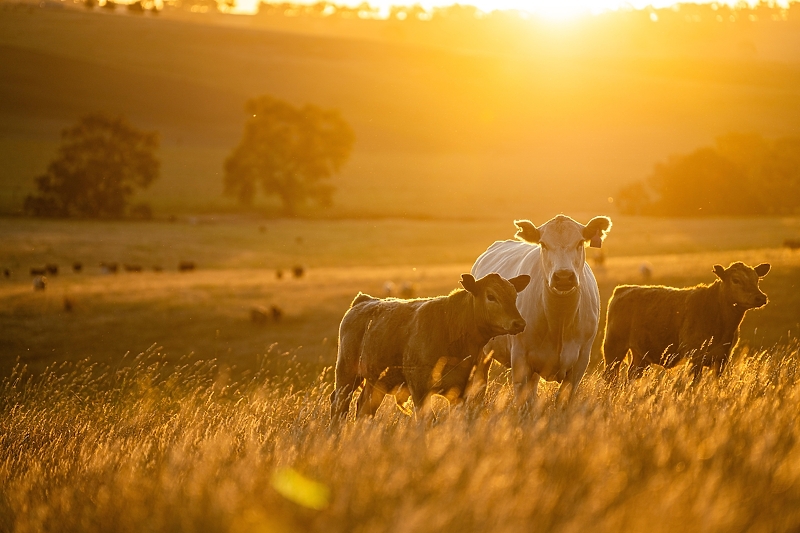 Foto: Shutterstock/Klix.ba