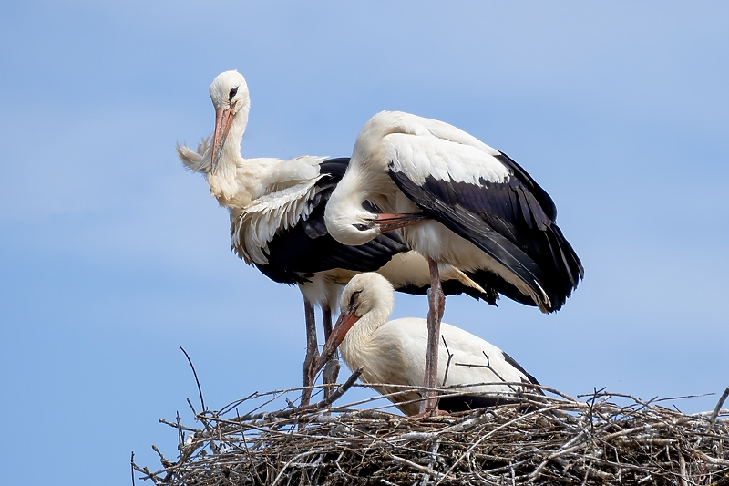 Bijela roda (Foto: Shutterstock)