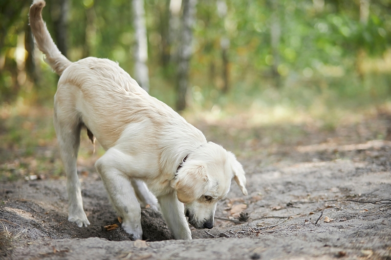 Foto: Shutterstock/Klix.ba