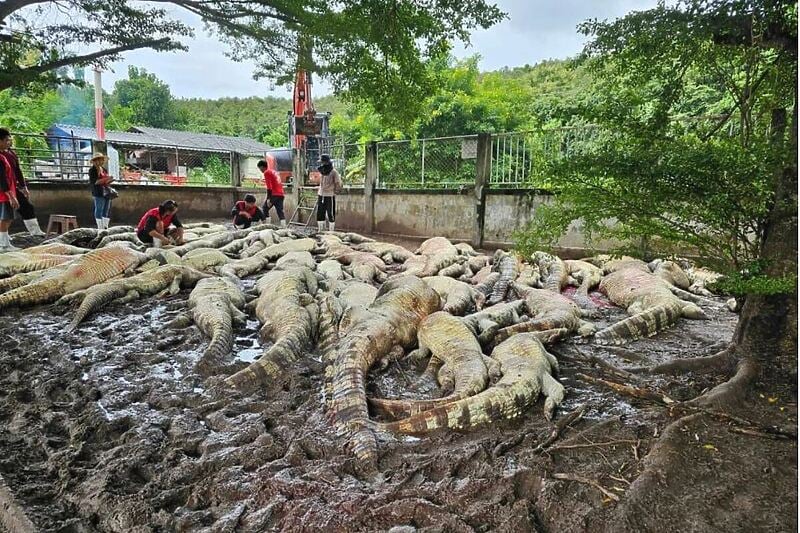 Na tajlandskoj farmi krokodila ubijeno više od 100 životinja (Foto: CrocodileLamphun)