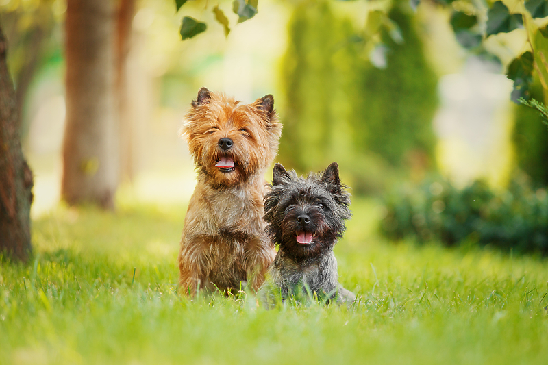 Cairn Terrier (Foto: Shutterstock)