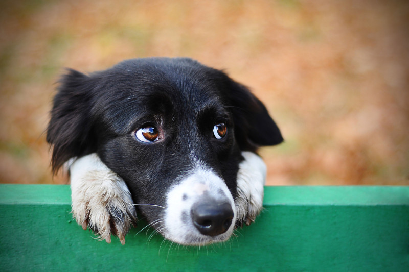 Foto: Shutterstock/Klix.ba