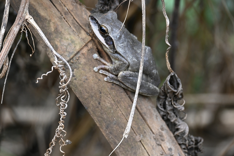 Foto: Shutterstock/Klix.ba