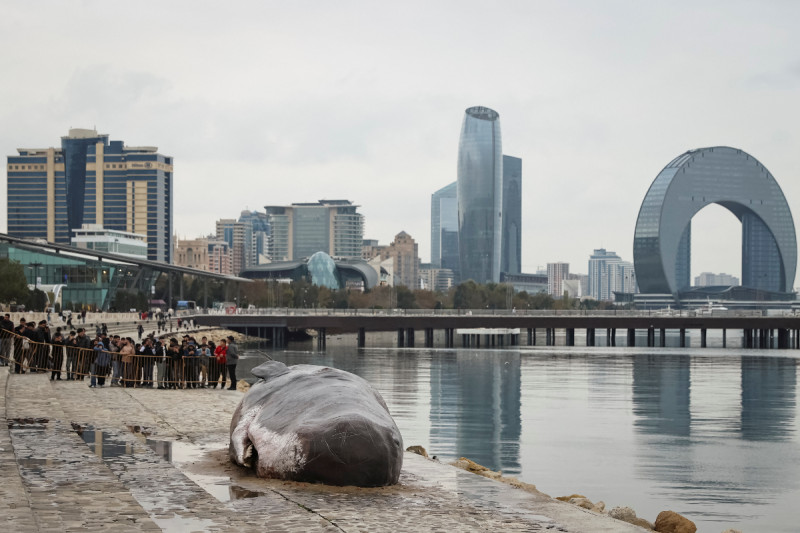 Postavka kita prikazana je tokom konferencije o klimatskim promjenama Ujedinjenih nacija COP29 u Bakuu (Foto: Reuters)