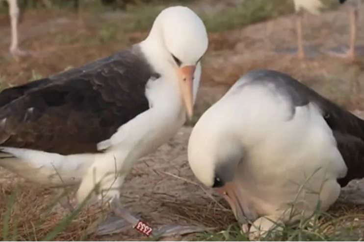 Wisdom (lijevo) i njen partner u utočištu za divlje životinje Midway (Foto: USFWS)