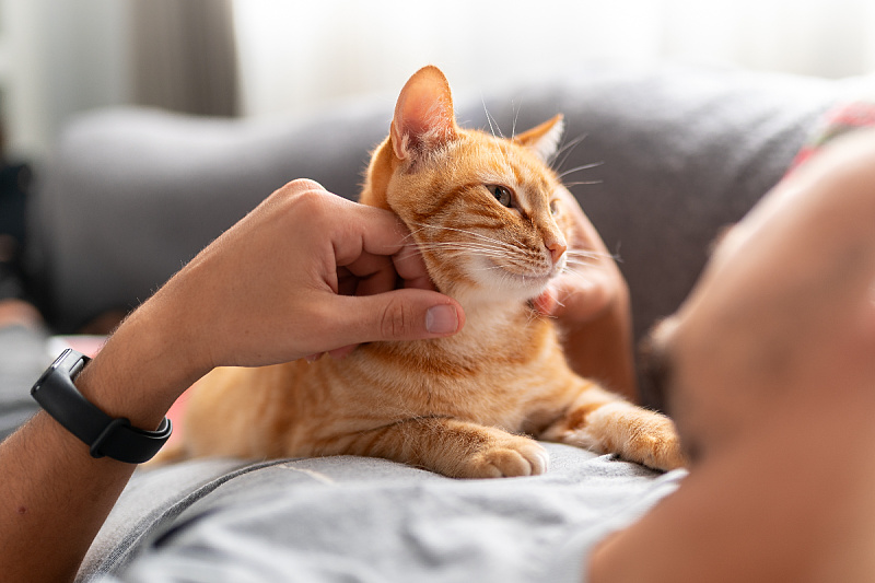 Mačke se vole igrati (Foto: Shutterstock)