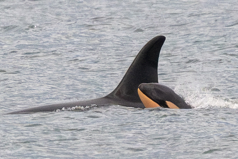 Orka nazvana J35 snimljena s mladunčetom J61 koje je preminulo (Foto: Center for Whale Research)