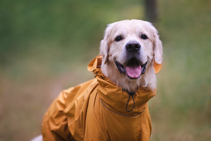 Treba uzeti u obzir dob psa, zdravstveno stanje i navikavanje na niske temperature (Foto: Shutterstock)