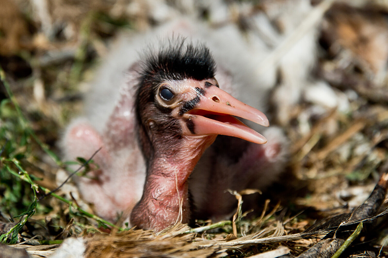 Sveti ibis (Foto: EPA-EFE)