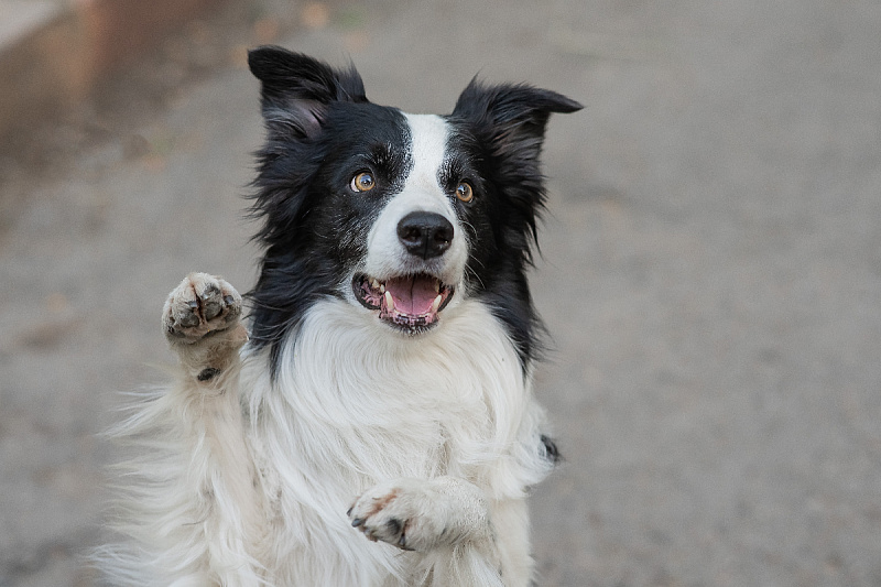 Ovi rase nisu za svakoga (Foto: Shutterstock)