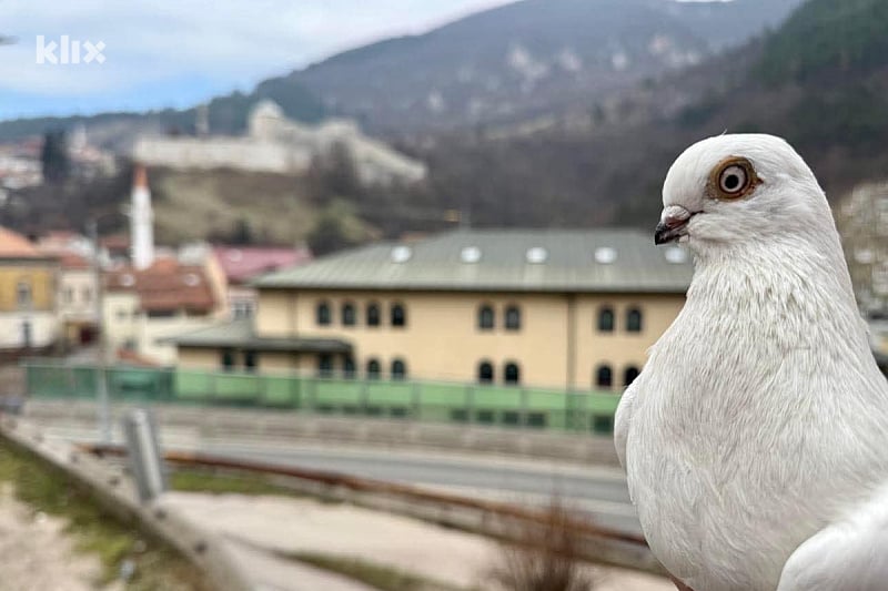 Travnički kratkokljuni golub (Foto: E. M./Klix.ba)