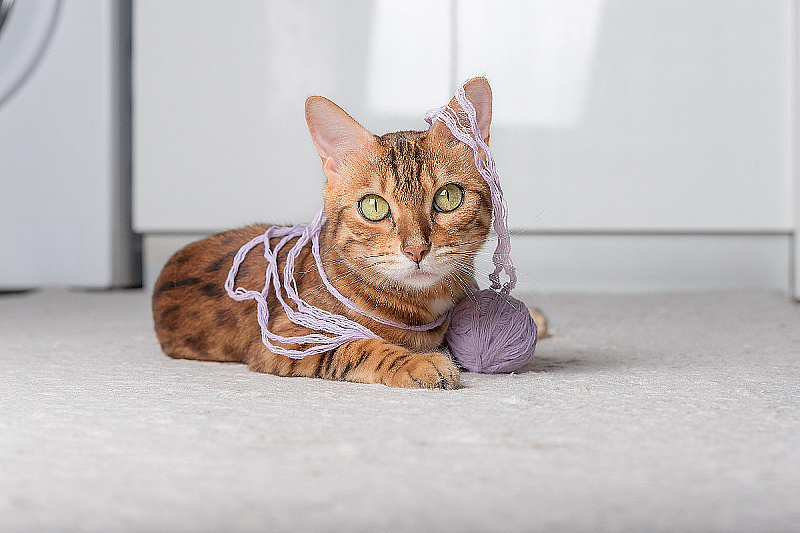 Foto: Shutterstock