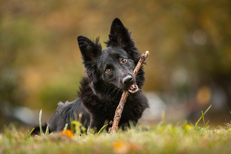 Foto: Shutterstock
