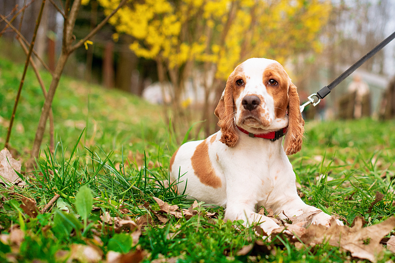 Foto: Shutterstock