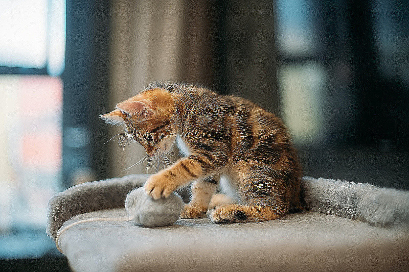 Foto: Shutterstock