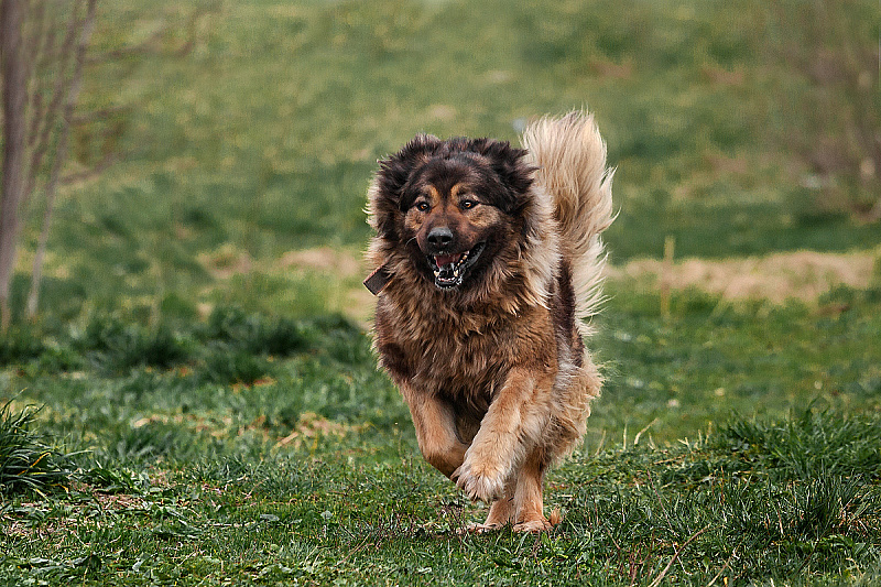 Foto: Shutterstock