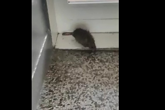 Miš u paviljonu Studentskog doma Bjelave