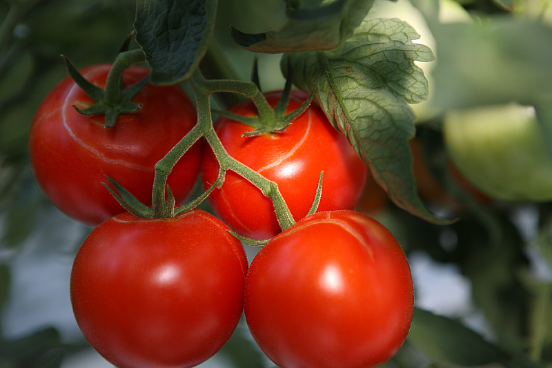 Foto: Shutterstock
