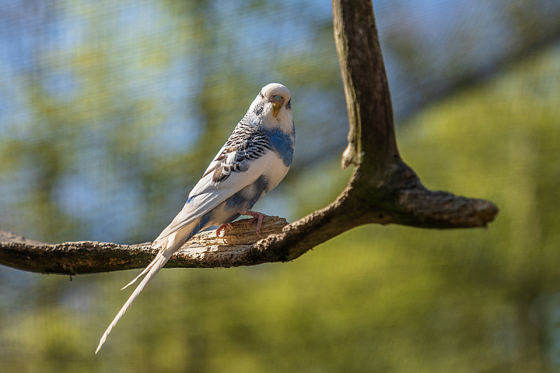 Foto: Shutterstock