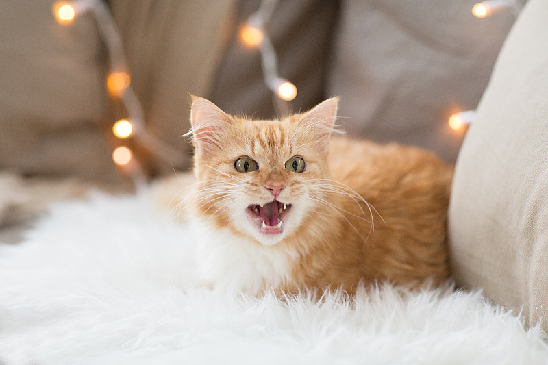 Foto: Shutterstock